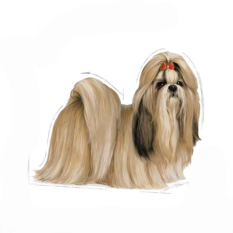 Shih Tzu